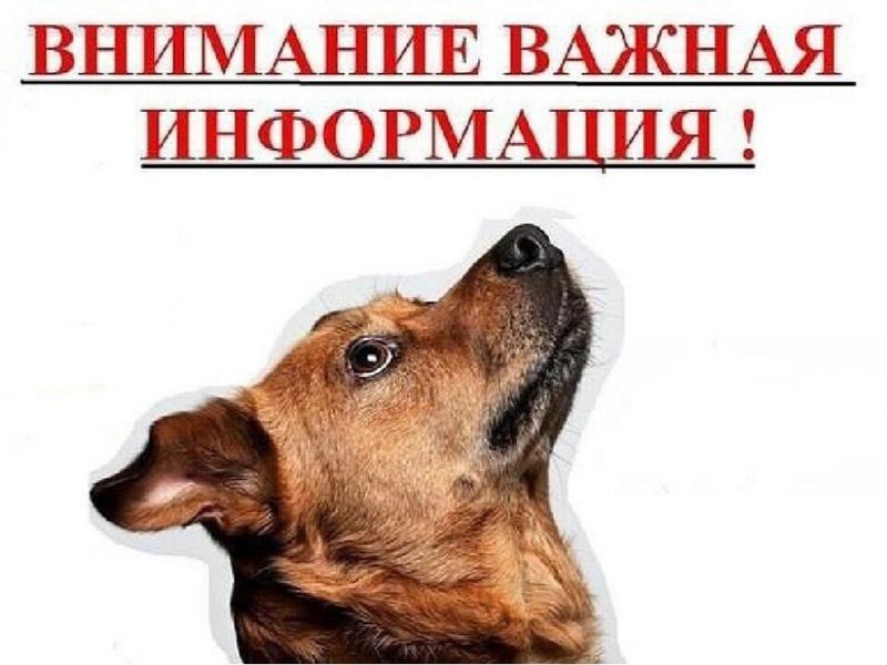 Вниманию владельцев собак!.